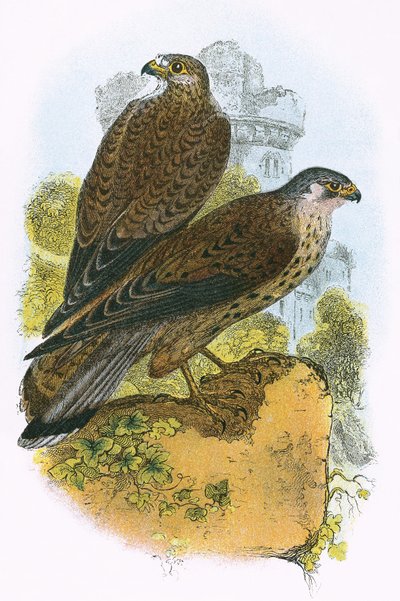 Kestrel by English School